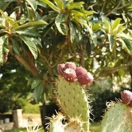 Il Casale Di Mario *